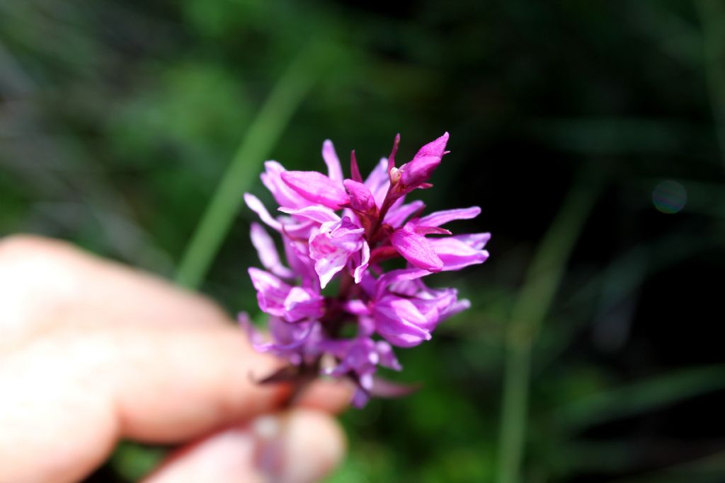 Ibrido? no, lusus di Dactylorhiza